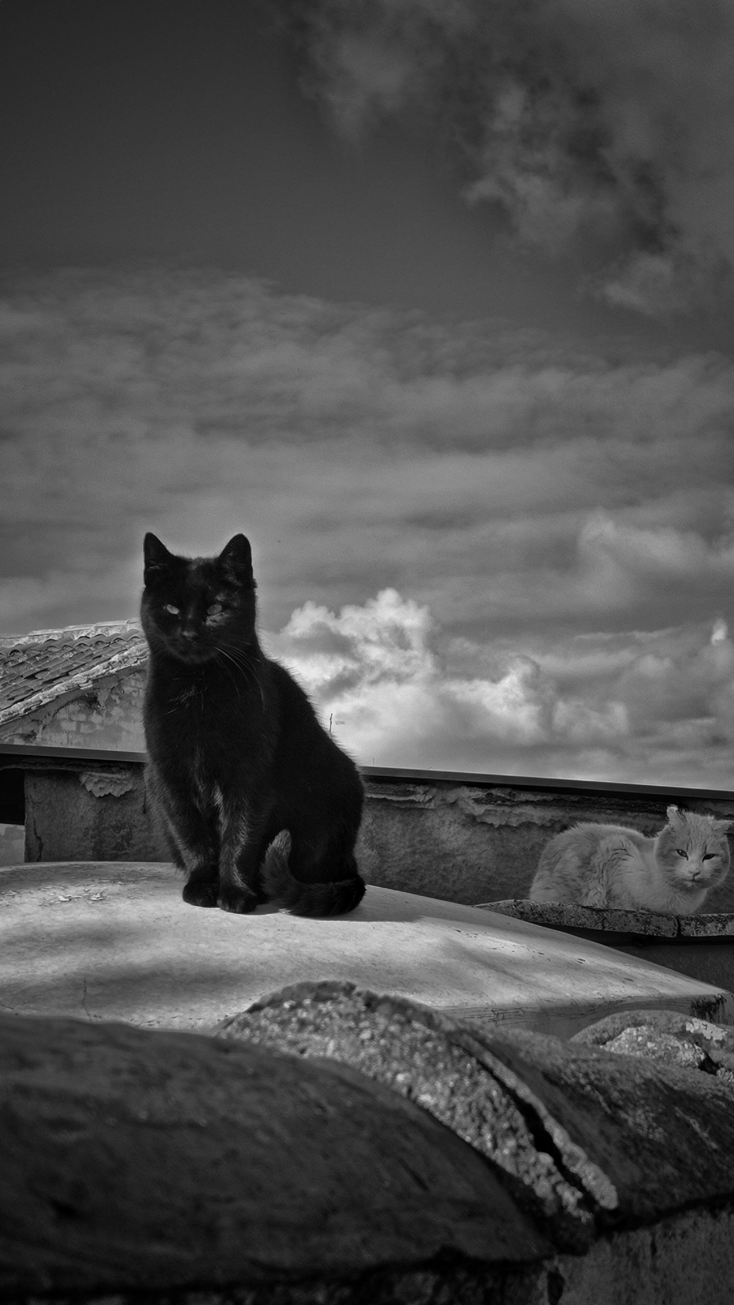 Gato negro